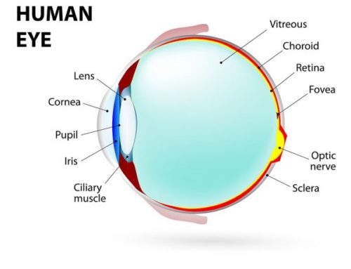 The Dello Russo’s Are The Leading Corneal Specialists of New Jersey